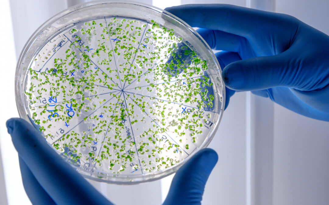 Principles and Quality Control in Microbiological Routine