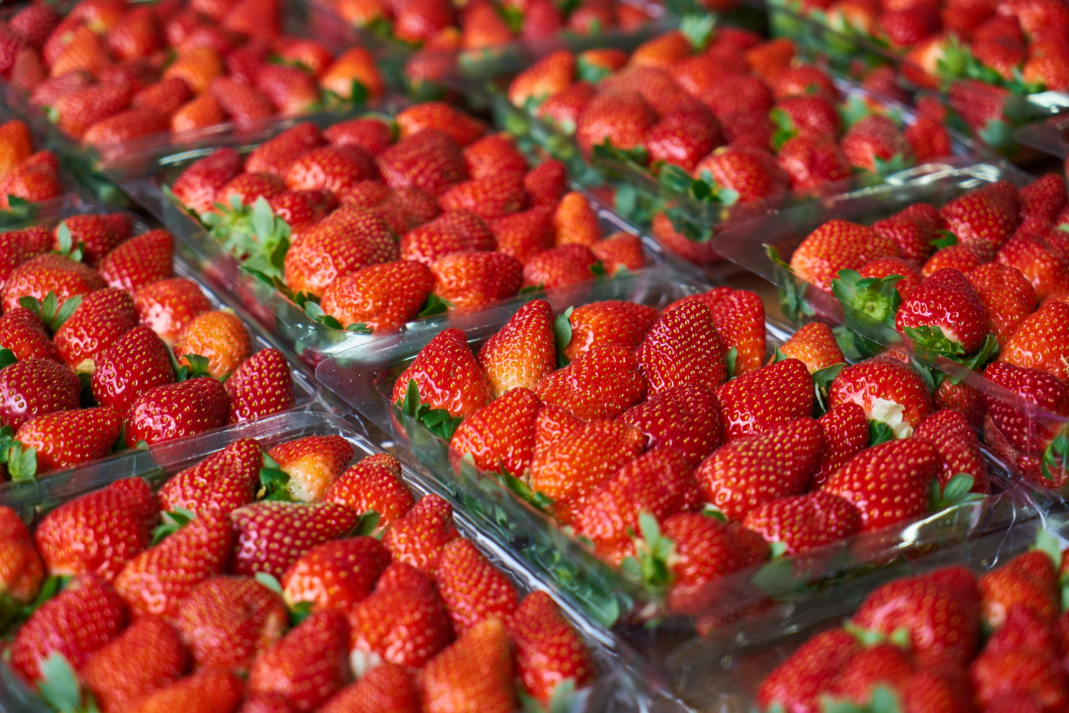 Scheme A.A. 4.2 “Investments in the Processing and/or Marketing of Agricultural Products”